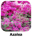 Azalea